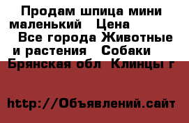 Продам шпица мини маленький › Цена ­ 15 000 - Все города Животные и растения » Собаки   . Брянская обл.,Клинцы г.